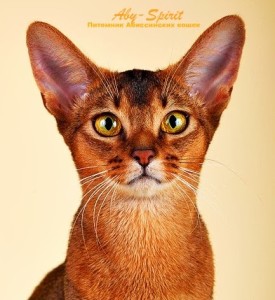 абиссинская кошка